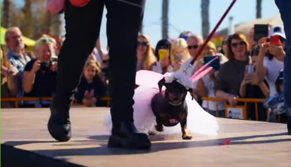 El Carnaval de Torrevieja celebra la cuarta edición de su Carnaval Animal